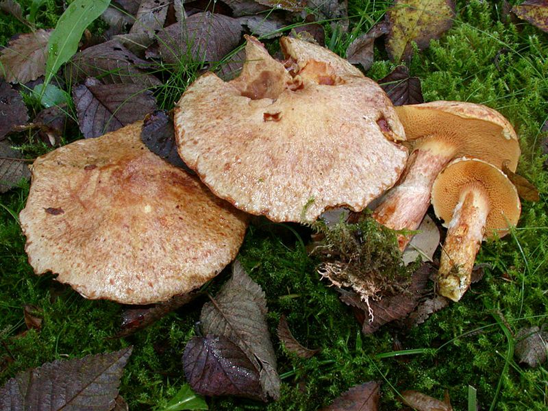 Suillus tridentinus