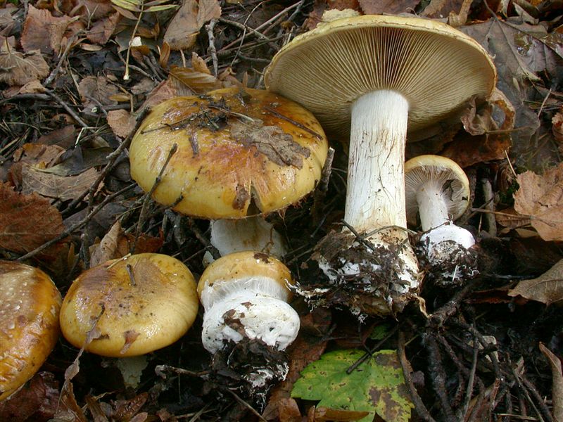 Cortinarius saporatus