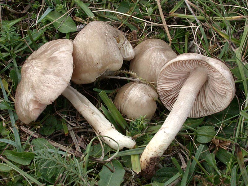 Entoloma prunuloides