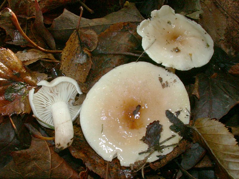 Hygrophorus carpini