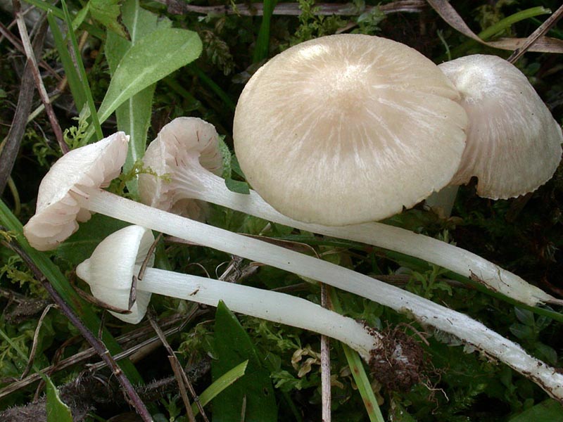 Entoloma sericellum