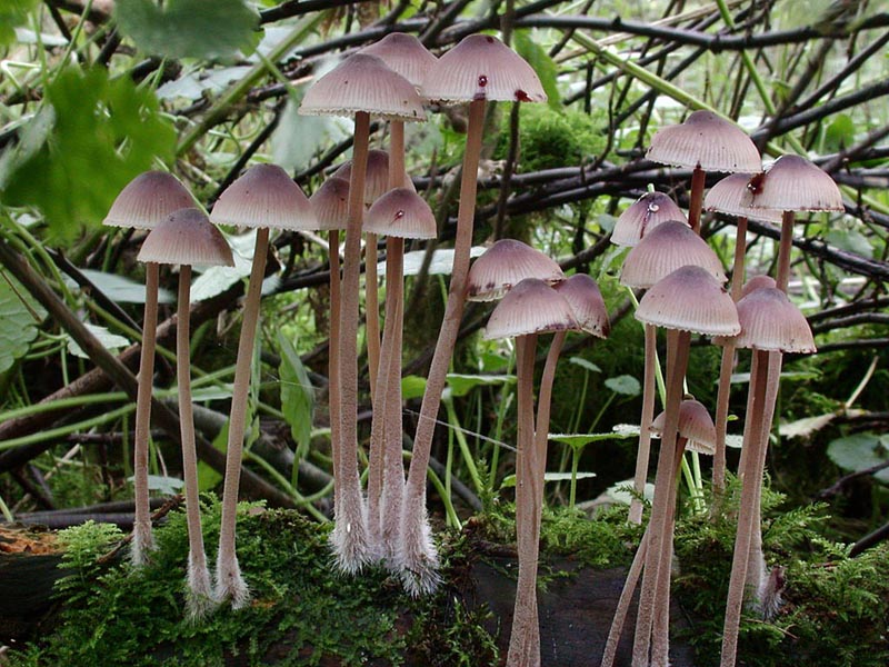 Mycena haematopus