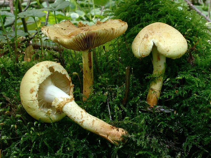 Pholiota lucifera