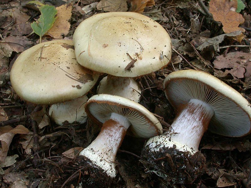 Cortinarius amoenolens