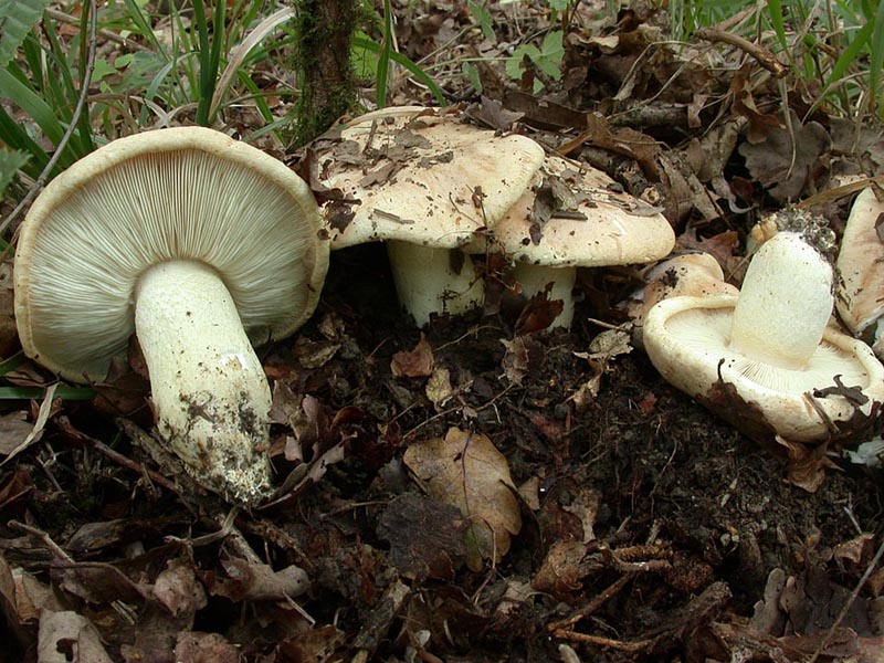 Tricholoma acerbum