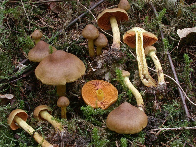 Cortinarius cinnamomeus