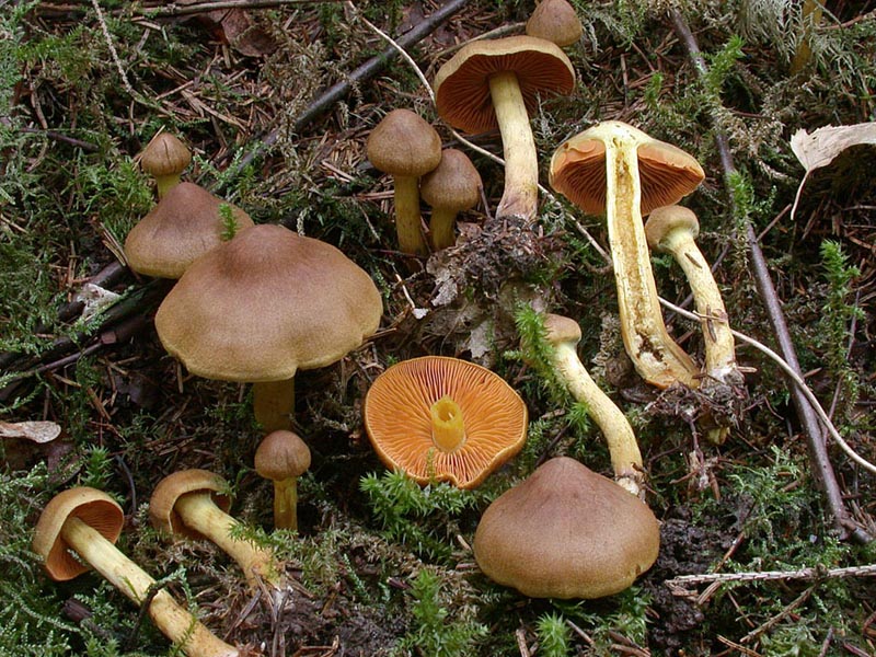 Cortinarius cinnamomeus