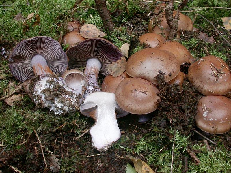 Cortinarius purpurascens