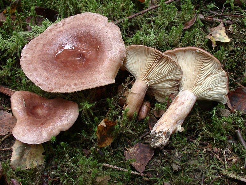 Lactarius hysginus