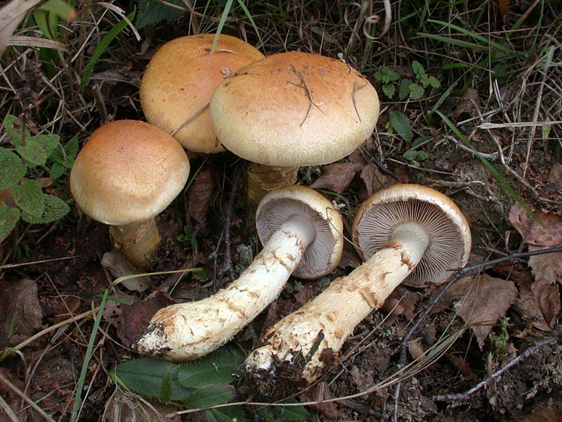 Cortinarius triumphans