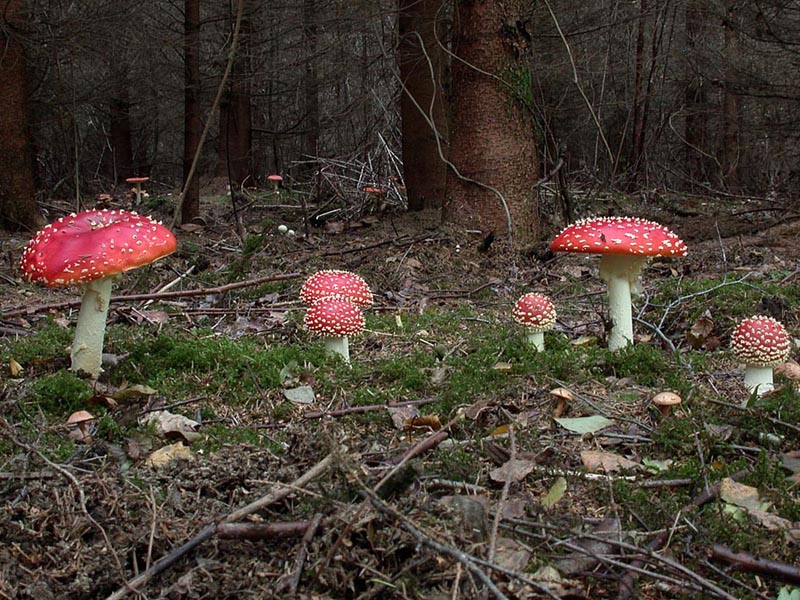 Amanita muscaria