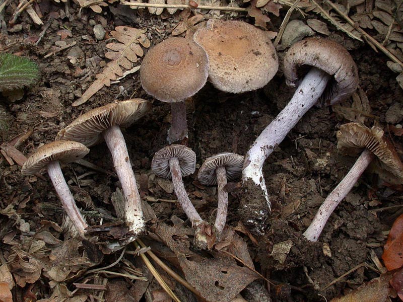 Inocybe personata