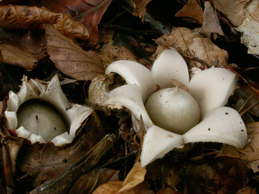 Geastrum sessile