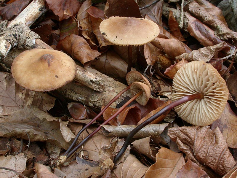 Marasmius cohaerens