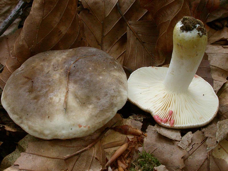 Lactarius acris