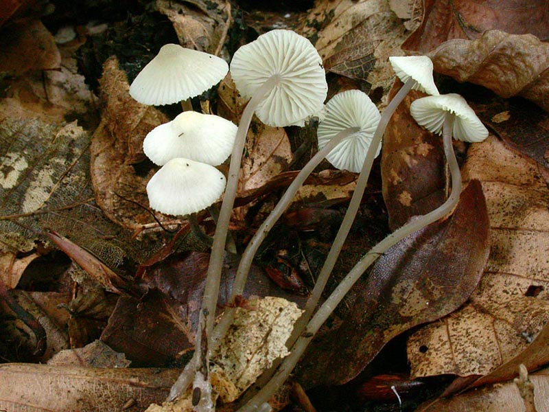 Mycena flavescens