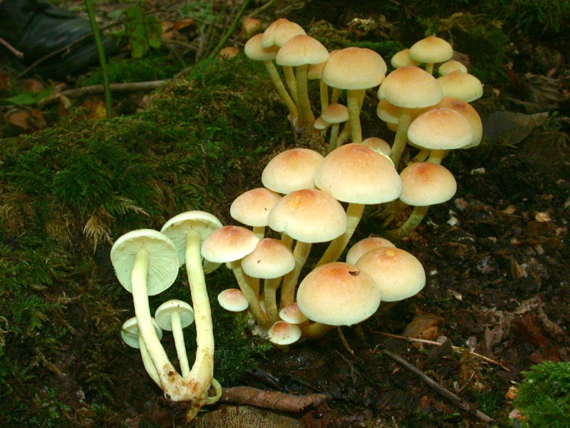 Hypholoma fasciculare