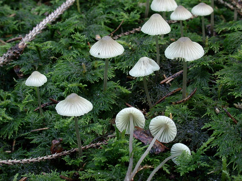 Mycena arcangeliana