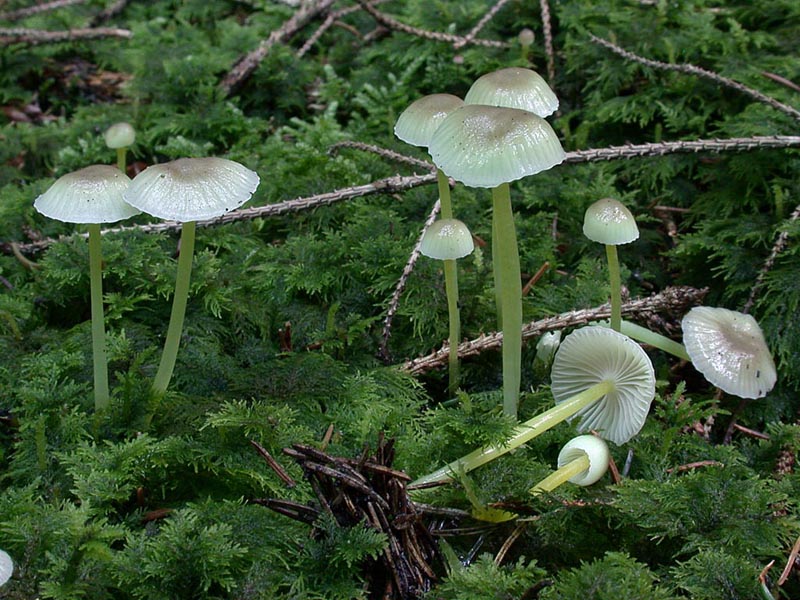 Mycena viscosa