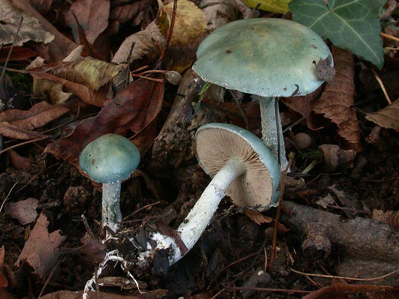 Stropharia caerulea