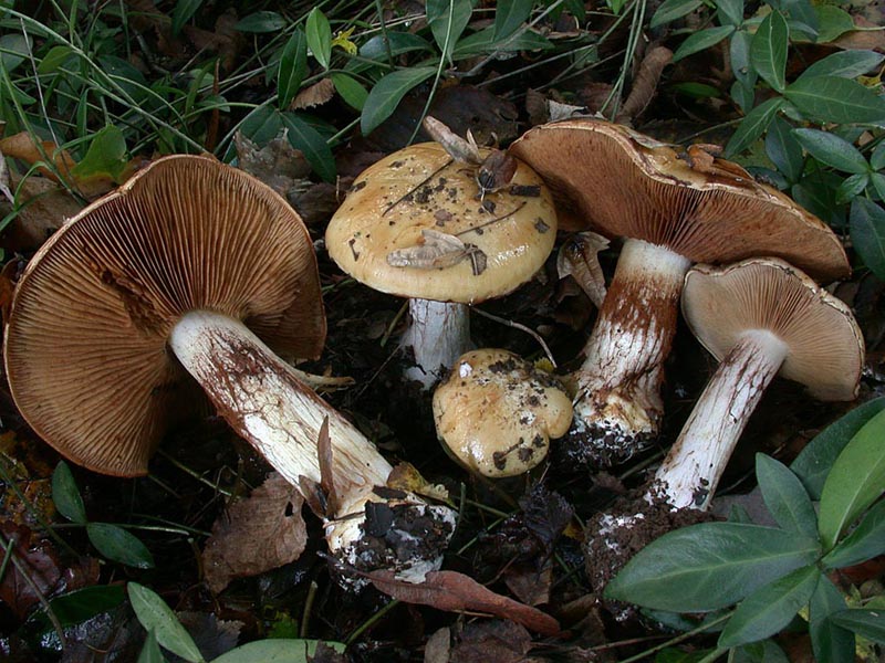 Cortinarius saporatus