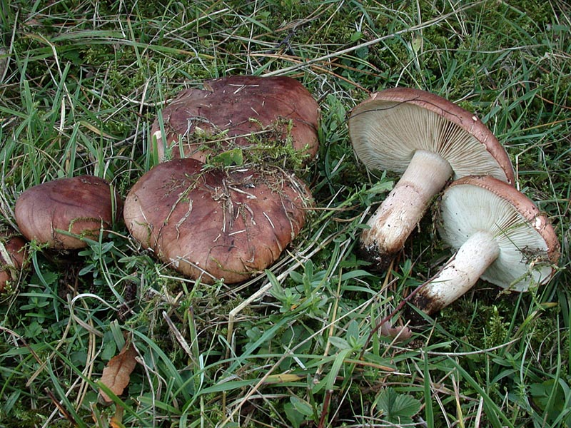 Tricholoma striatum