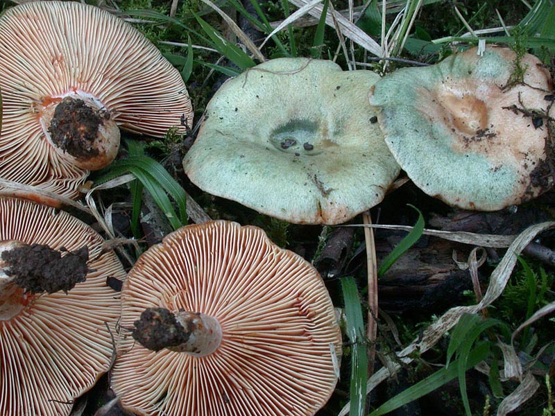 Lactarius semisanguifluus