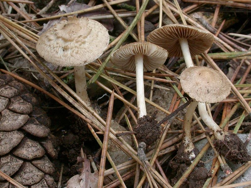 Inocybe eutheles