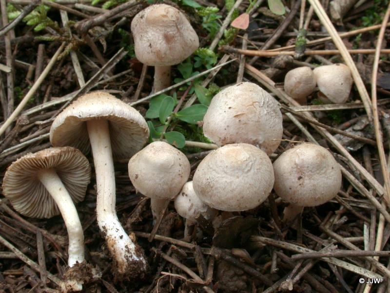 Inocybe eutheles