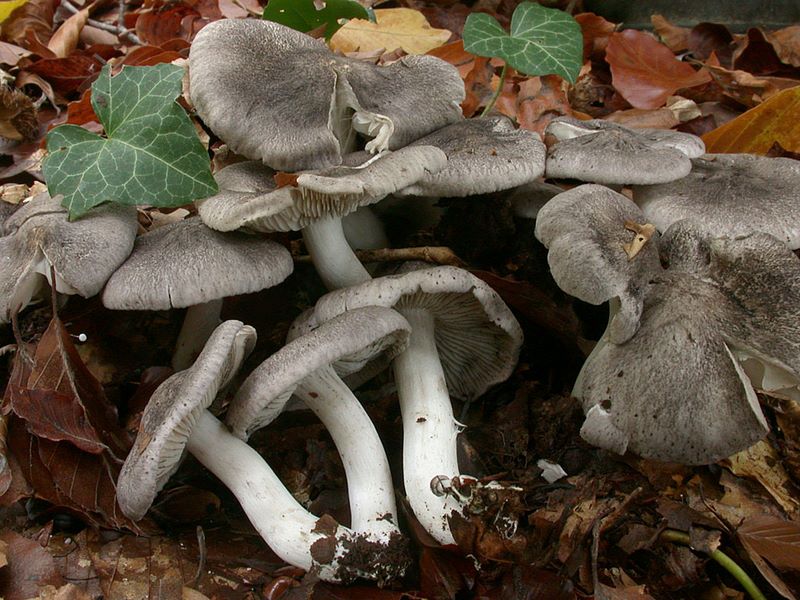 Tricholoma orirubens