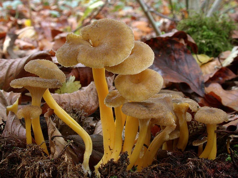 Cantharellus tubaeformis