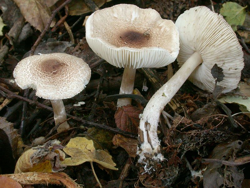 Lepiota kuehneriana