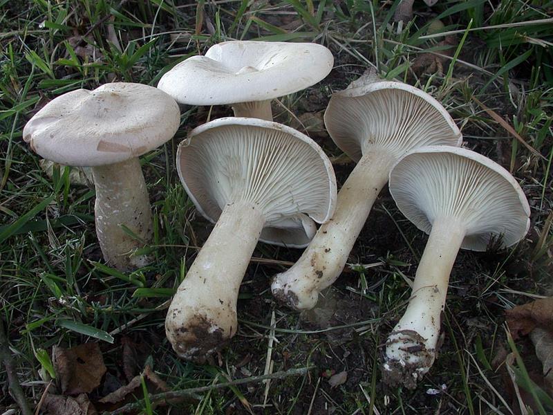 Clitocybe geotropa