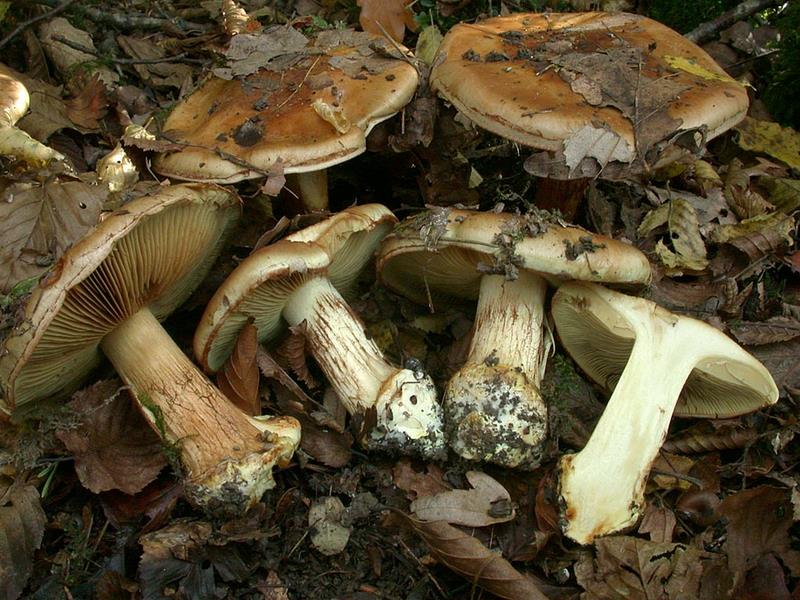 Cortinarius elegantior var basicroceus