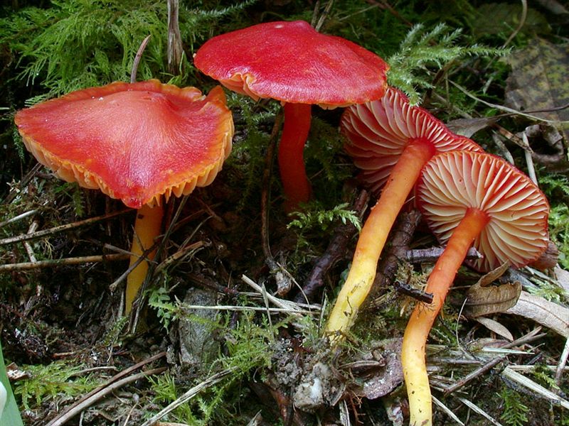 Hygrocybe coccinea