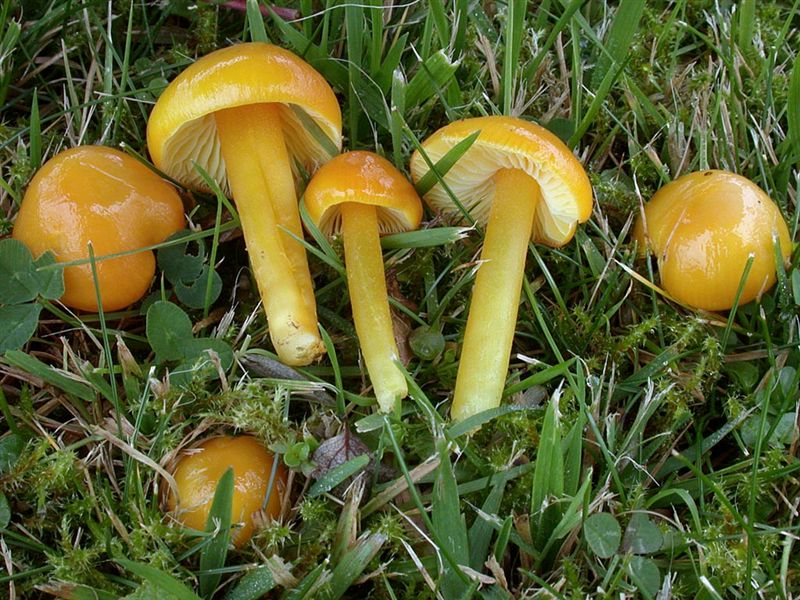 Hygrocybe cholorophana