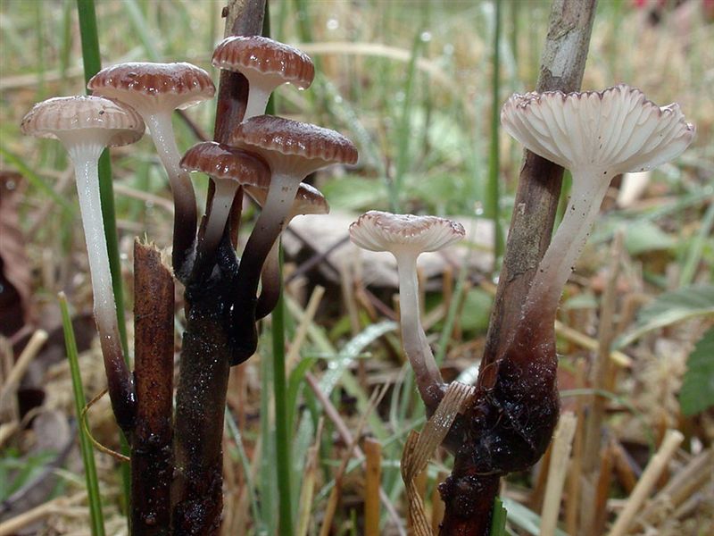 Mycena belliae