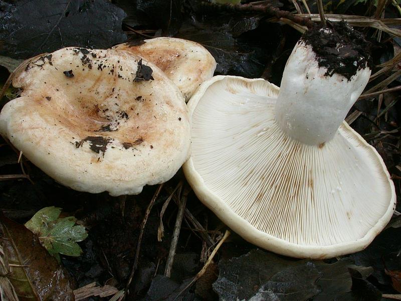 Lactarius evosmus