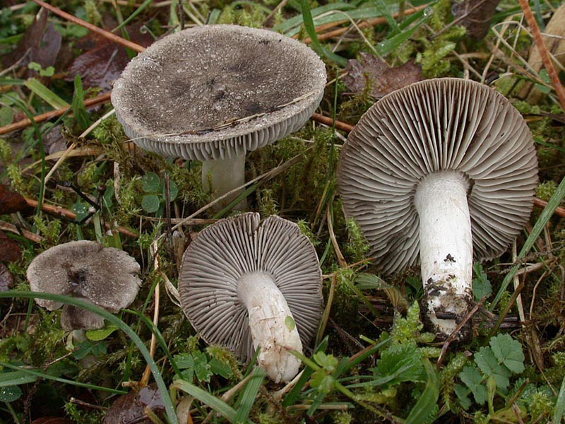 Tricholoma striatum