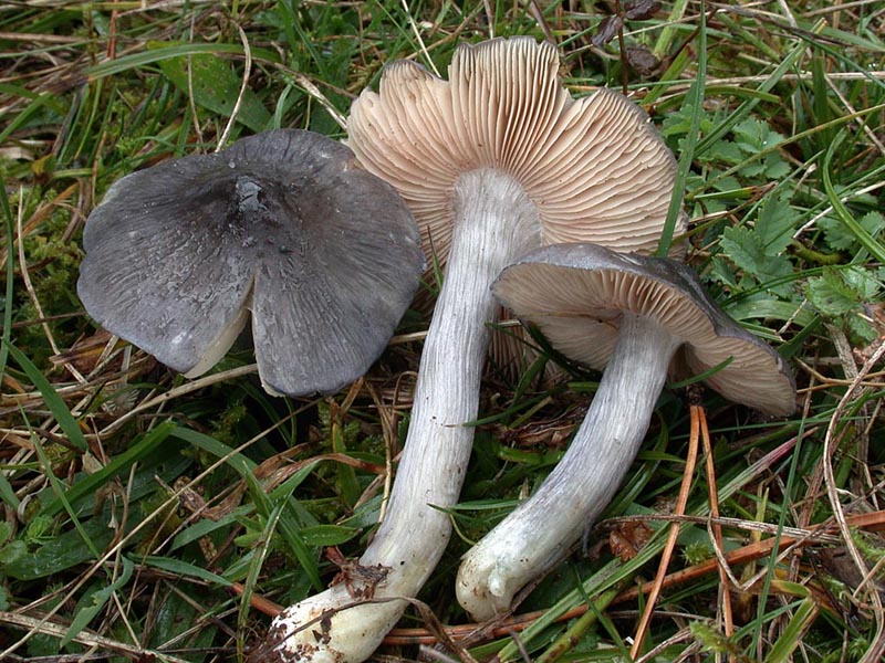 Entoloma bloxamii