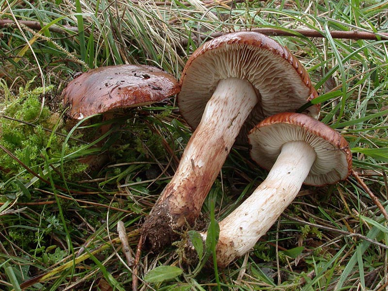 Tricholoma terreum