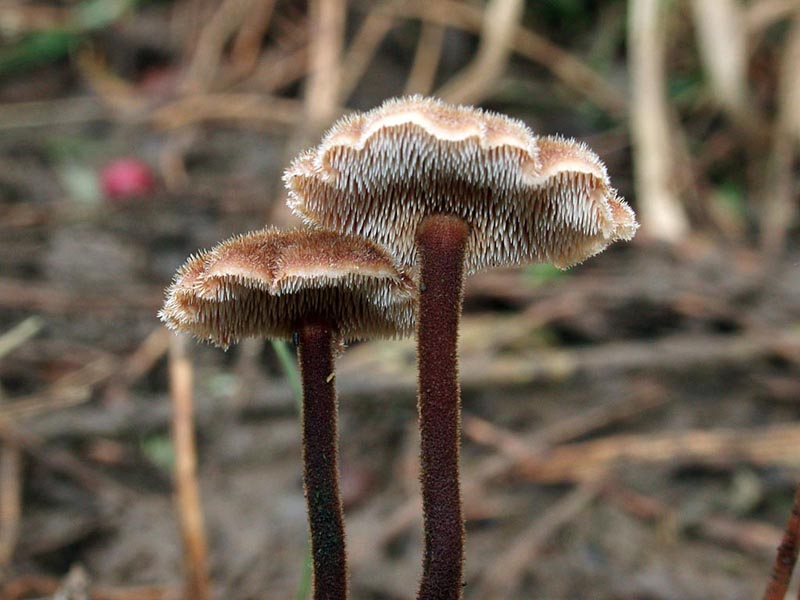 Auriscalpium vulgare