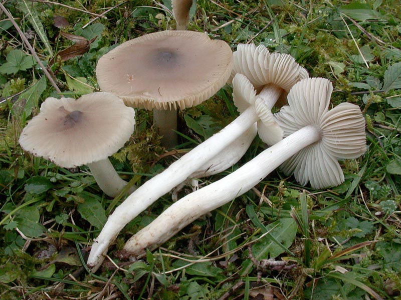 Hygrocybe fornicata