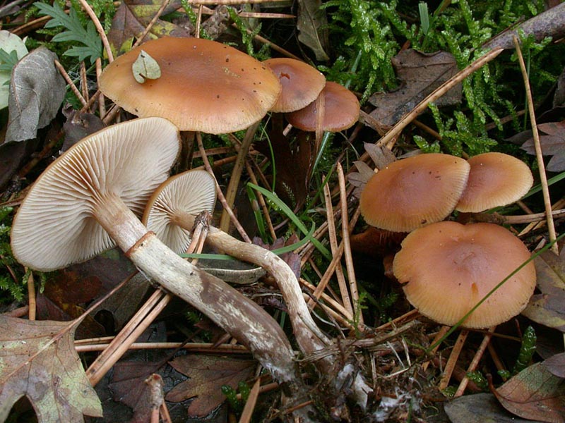 Galerina autumnalis