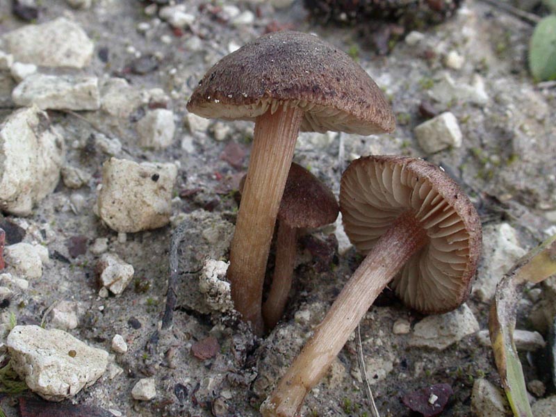 Inocybe tjallingiorum