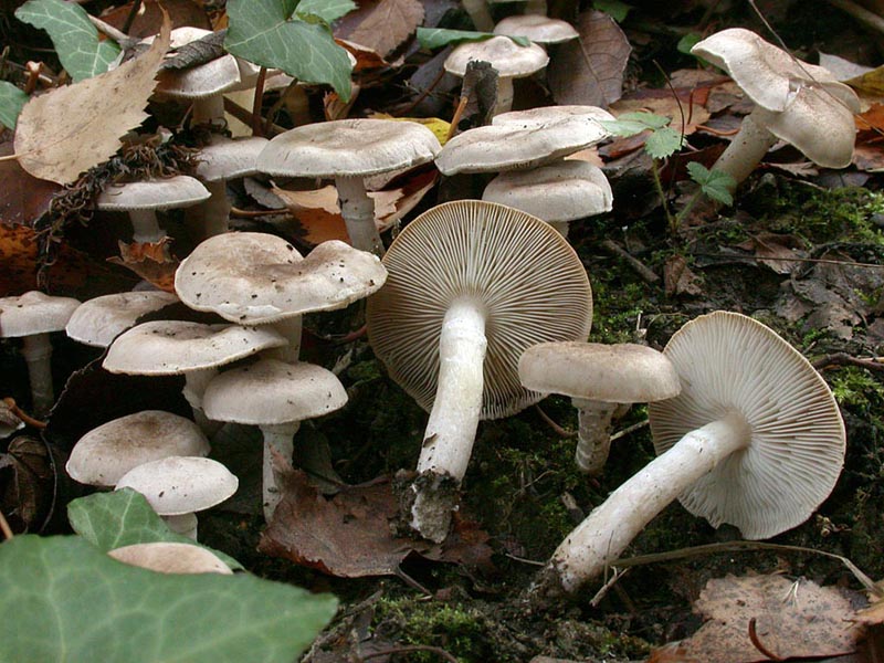 Tricholoma cingulatum