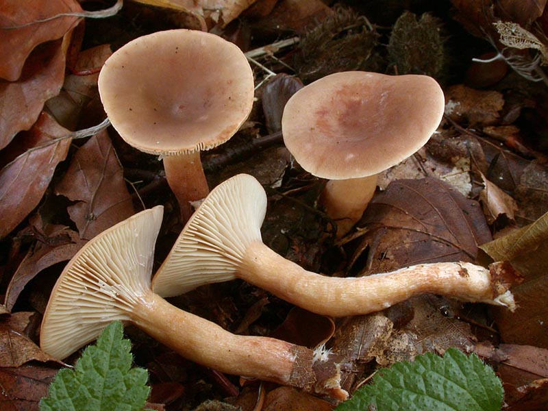 Lactarius subdulcis