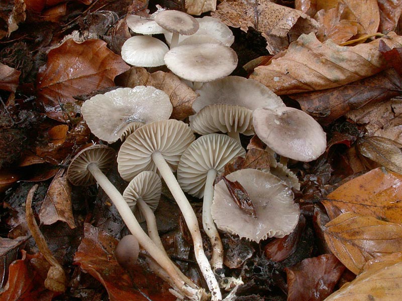 Marasmius wynneae