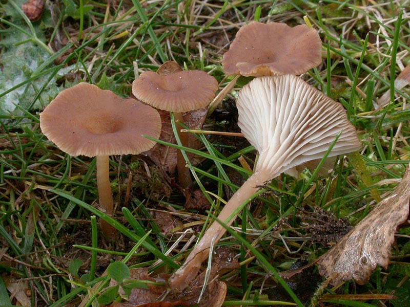 Omphalina pyxidata