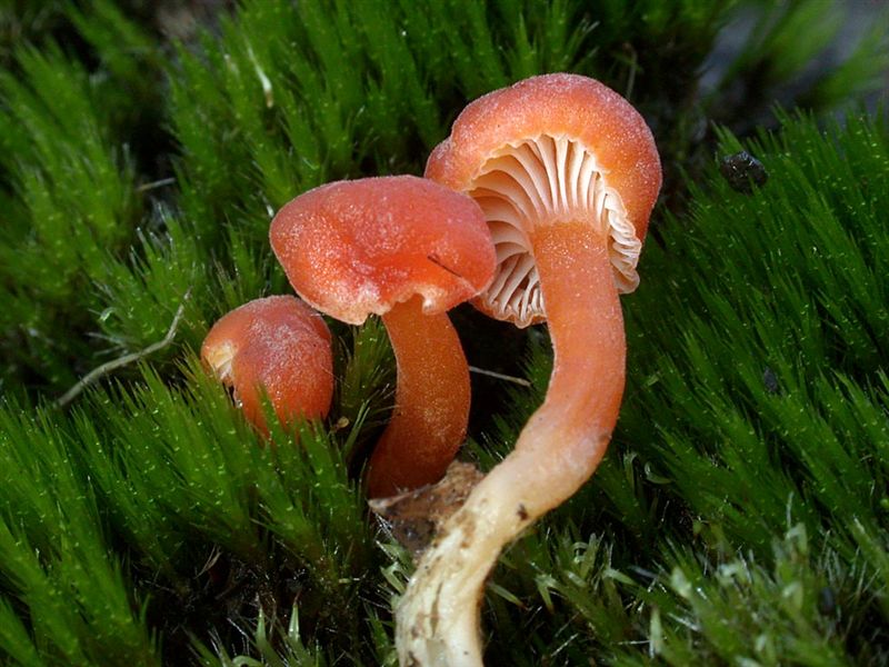 Rickenella fibula var pseudocantharellus